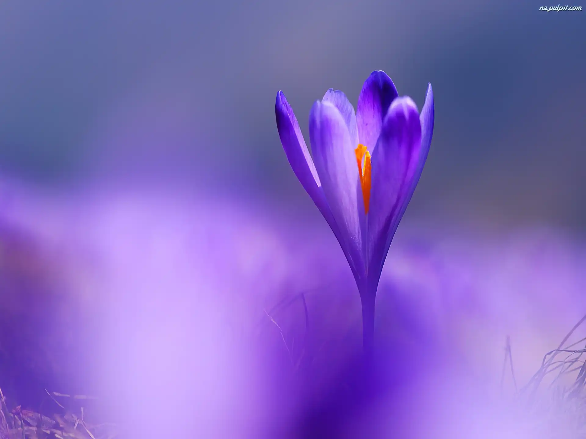 Krokus Krokus Krokus Krokus